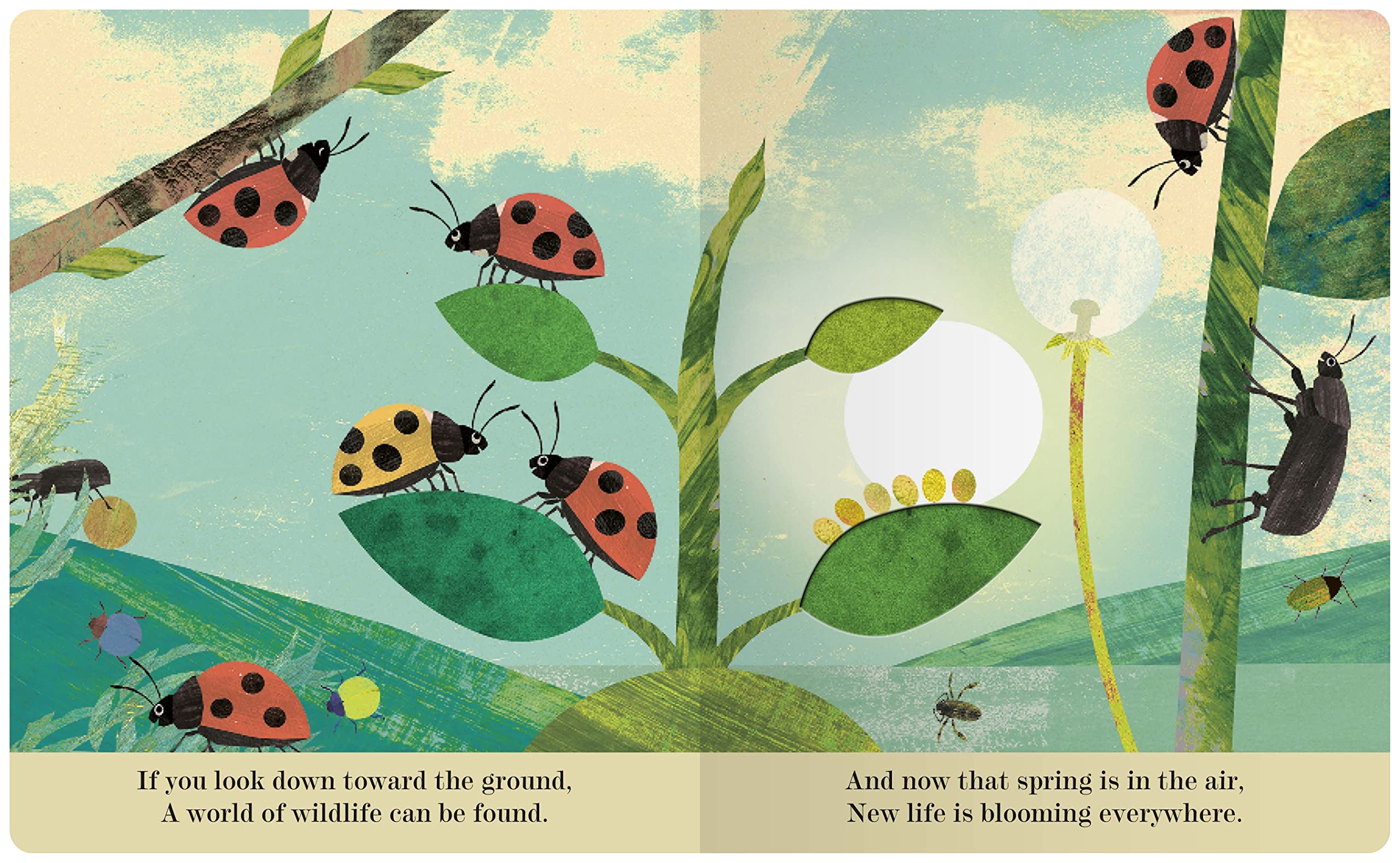 Bugs: A Peek-Through Picture Book - Image 2